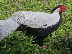 Faisan argenté