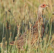 Common Pheasant