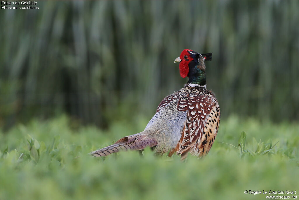 Common Pheasant male adult