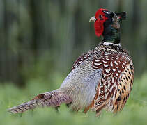 Common Pheasant