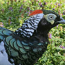 Faisan de Lady Amherst