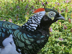 Lady Amherst's Pheasant