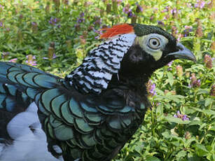 Faisan de Lady Amherst