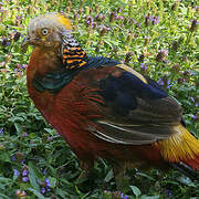Golden Pheasant