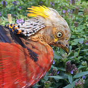 Golden Pheasant