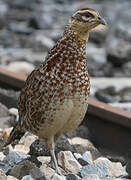 Reeves's Pheasant