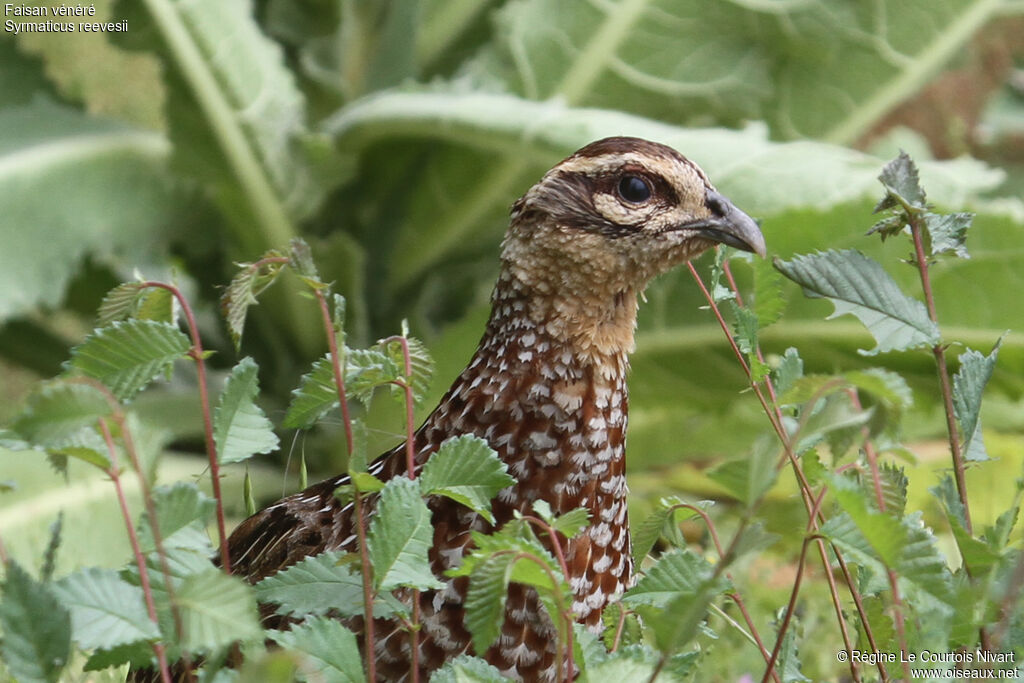 Reeves's Pheasant female adult