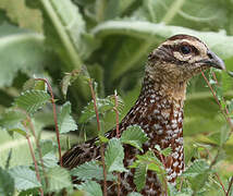 Reeves's Pheasant