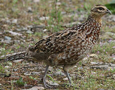 Reeves's Pheasant