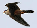 Faucon aplomado