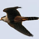 Faucon aplomado