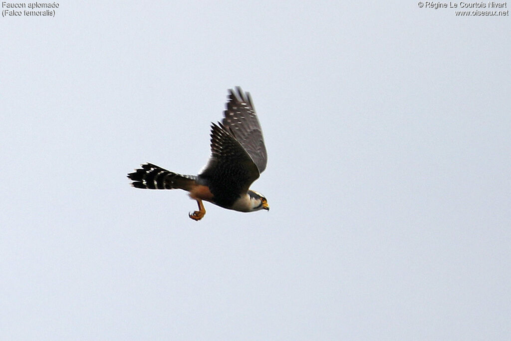 Faucon aplomado