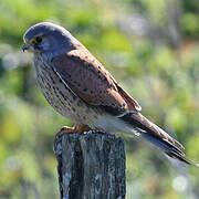 Common Kestrel