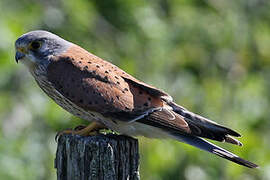 Common Kestrel