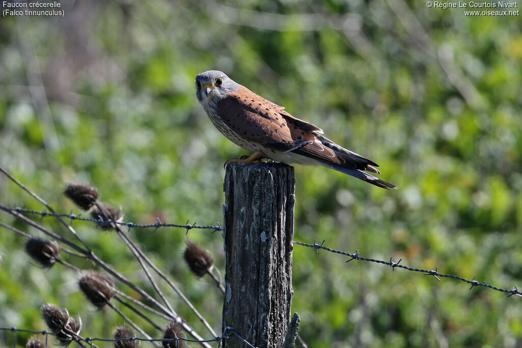 Common Kestrel male