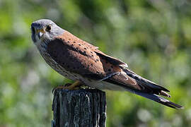 Common Kestrel