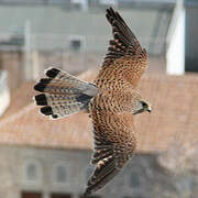 Common Kestrel