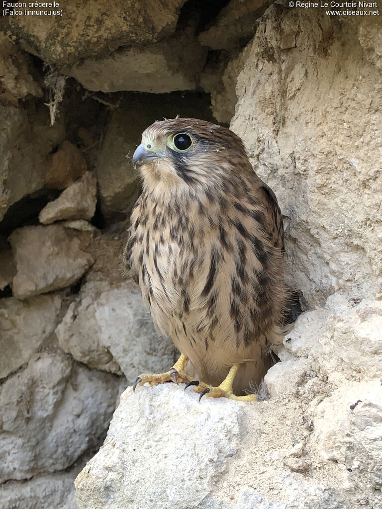 Faucon crécerelle