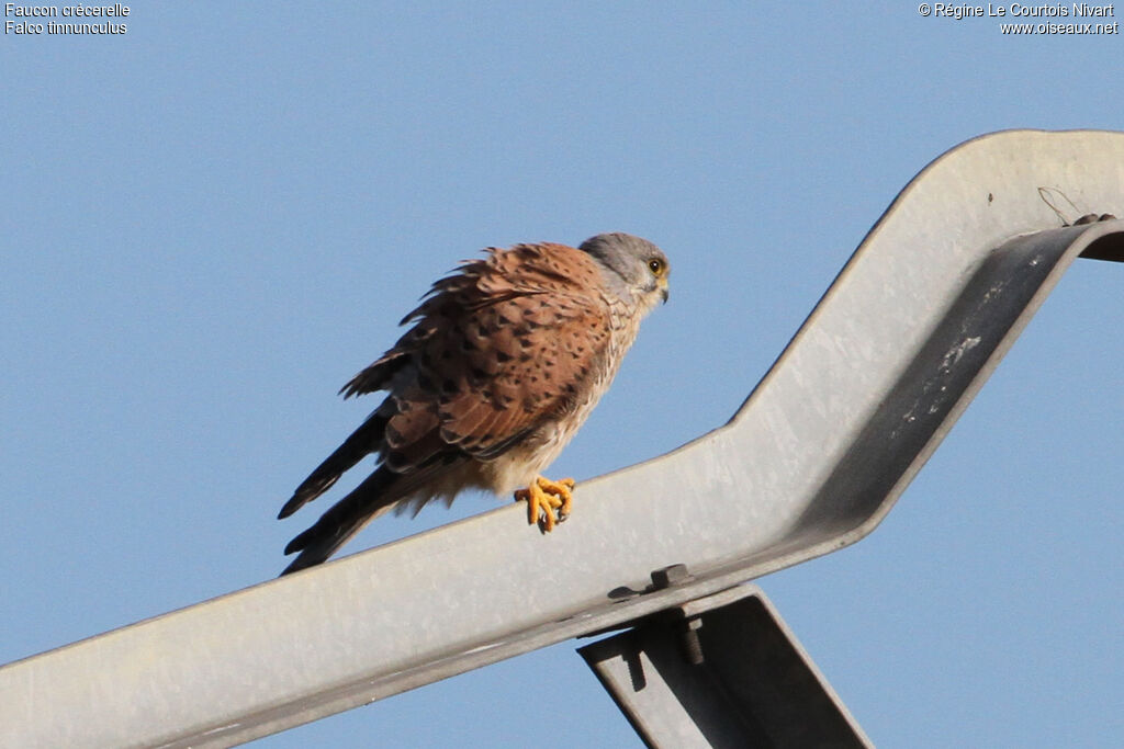 Common Kestrel