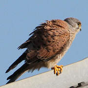 Common Kestrel