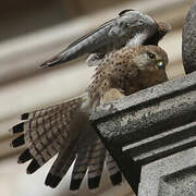 Common Kestrel