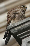 Common Kestrel