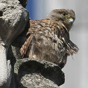 Common Kestrel