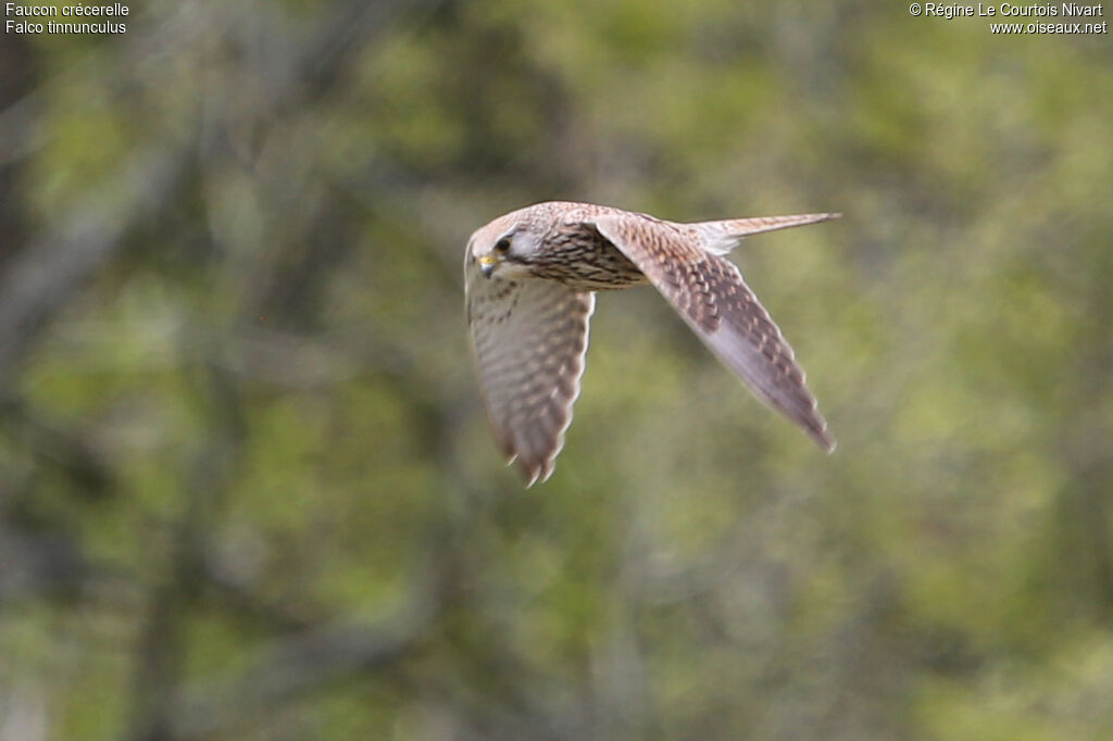 Common Kestrel, Flight