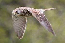 Common Kestrel