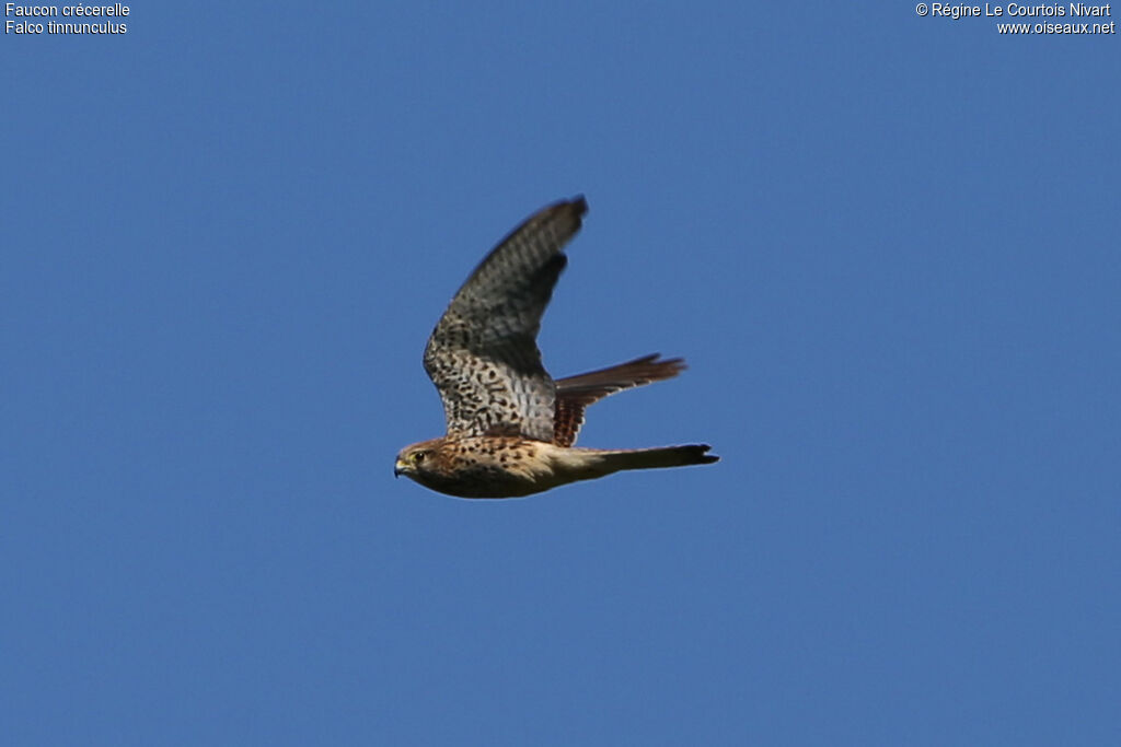 Common Kestrel