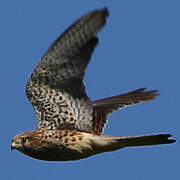 Common Kestrel