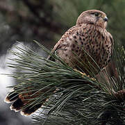 Common Kestrel