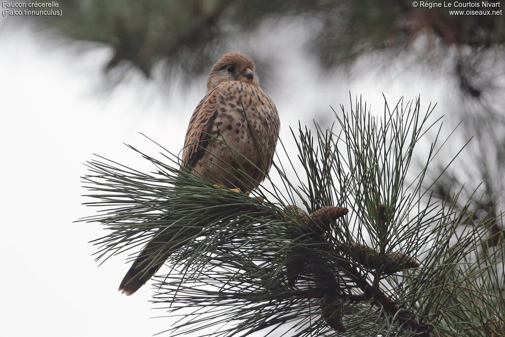 Common Kestrel