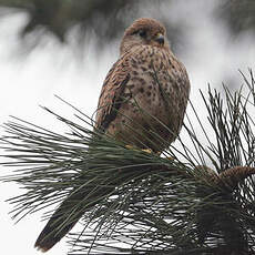 Faucon crécerelle