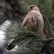 Common Kestrel