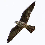 Eleonora's Falcon