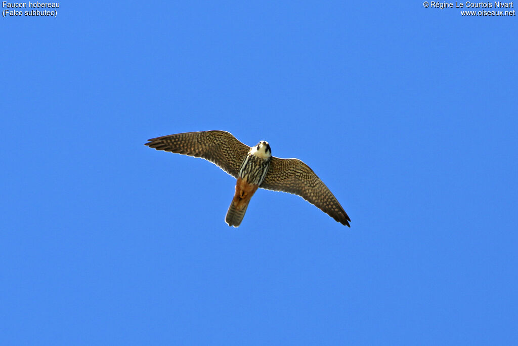 Eurasian Hobby