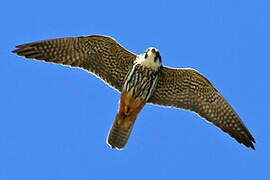 Eurasian Hobby