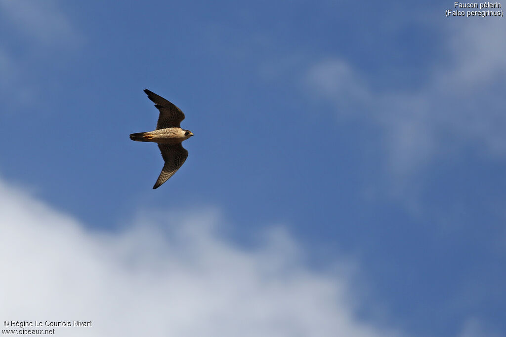 Peregrine Falcon