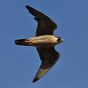 Peregrine Falcon