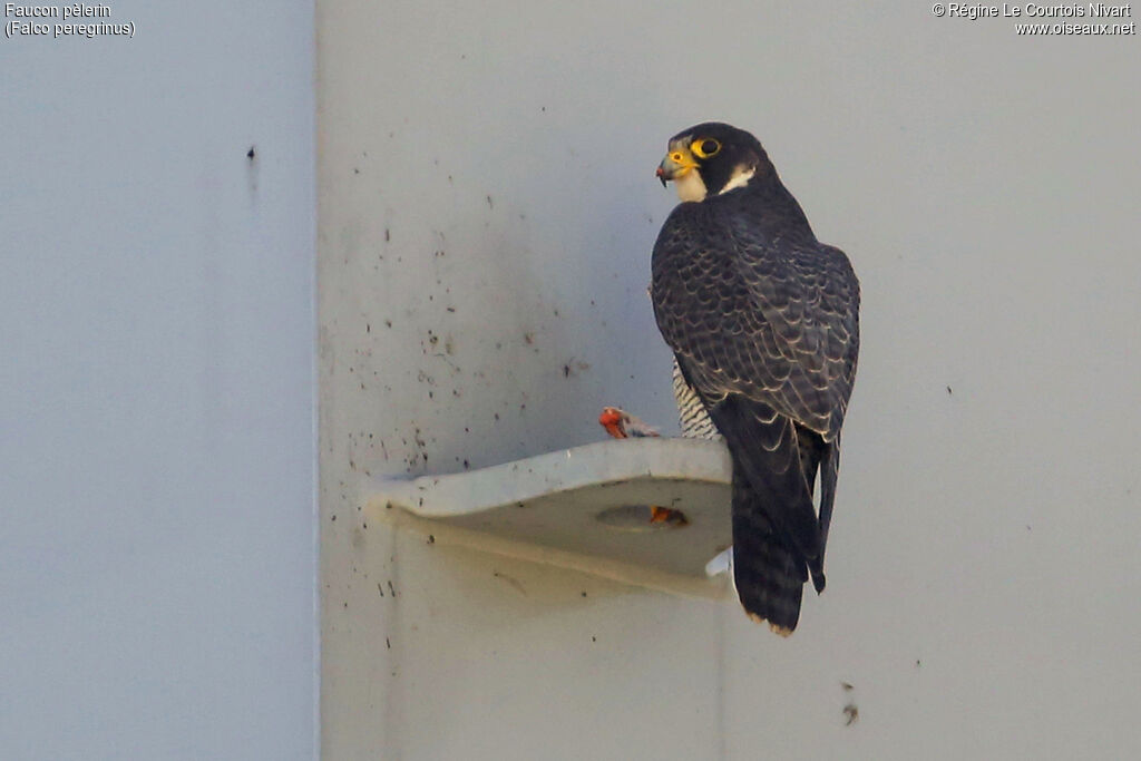 Peregrine Falcon