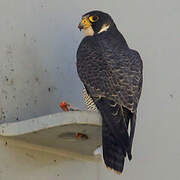 Peregrine Falcon