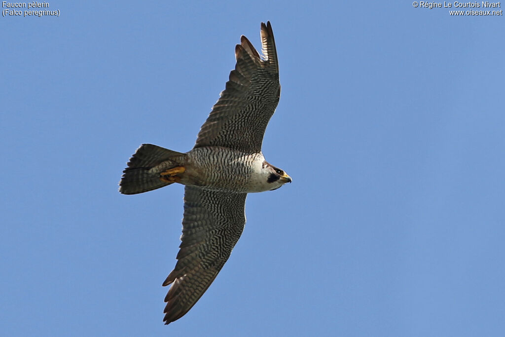 Peregrine Falcon