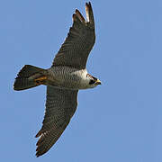 Peregrine Falcon