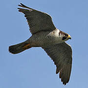 Peregrine Falcon