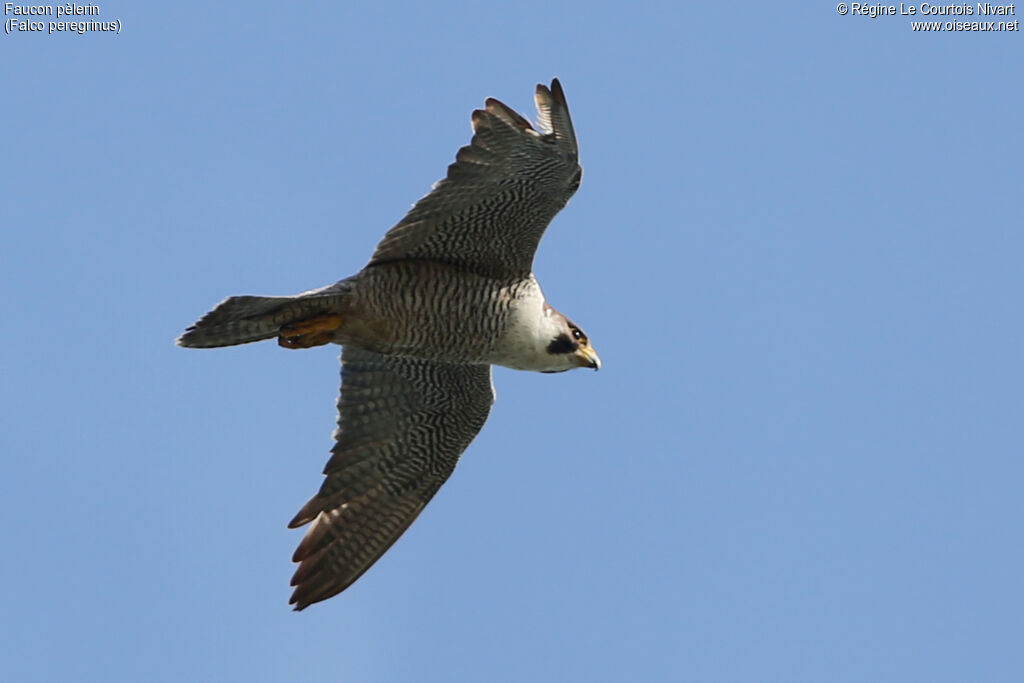 Peregrine Falcon