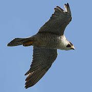 Peregrine Falcon