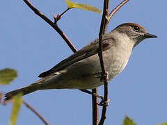 Eurasian Blackcap