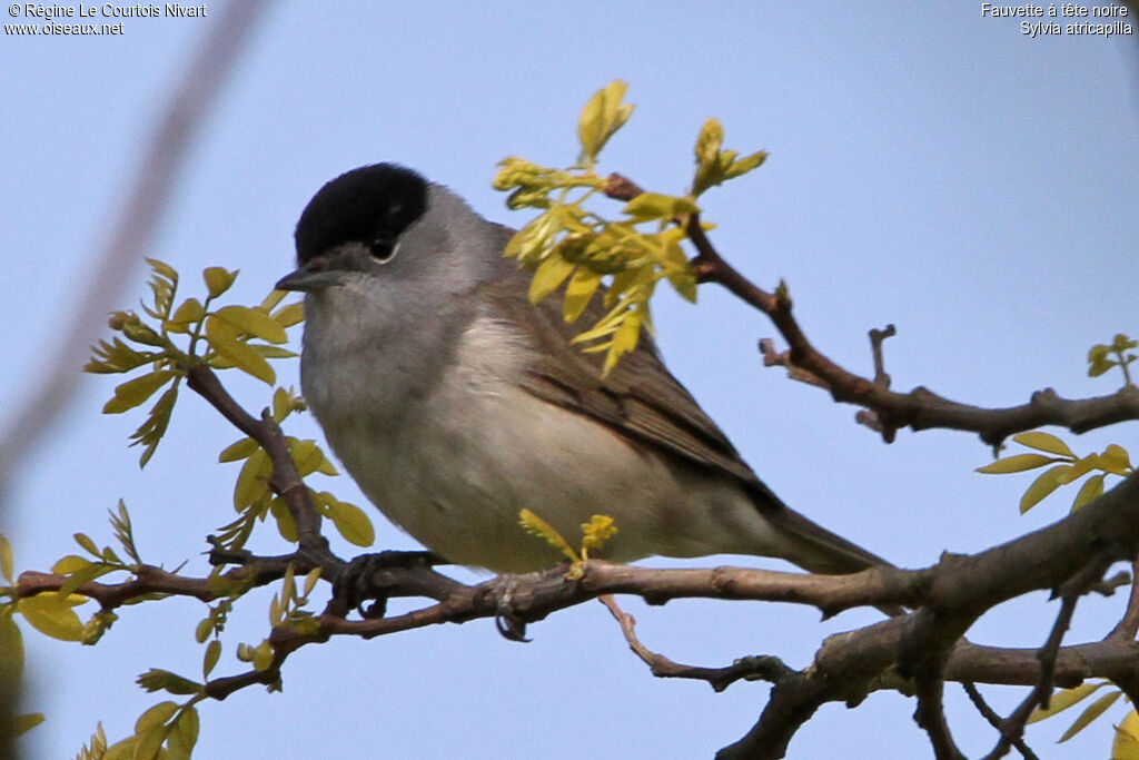 Eurasian Blackcap male