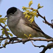 Eurasian Blackcap